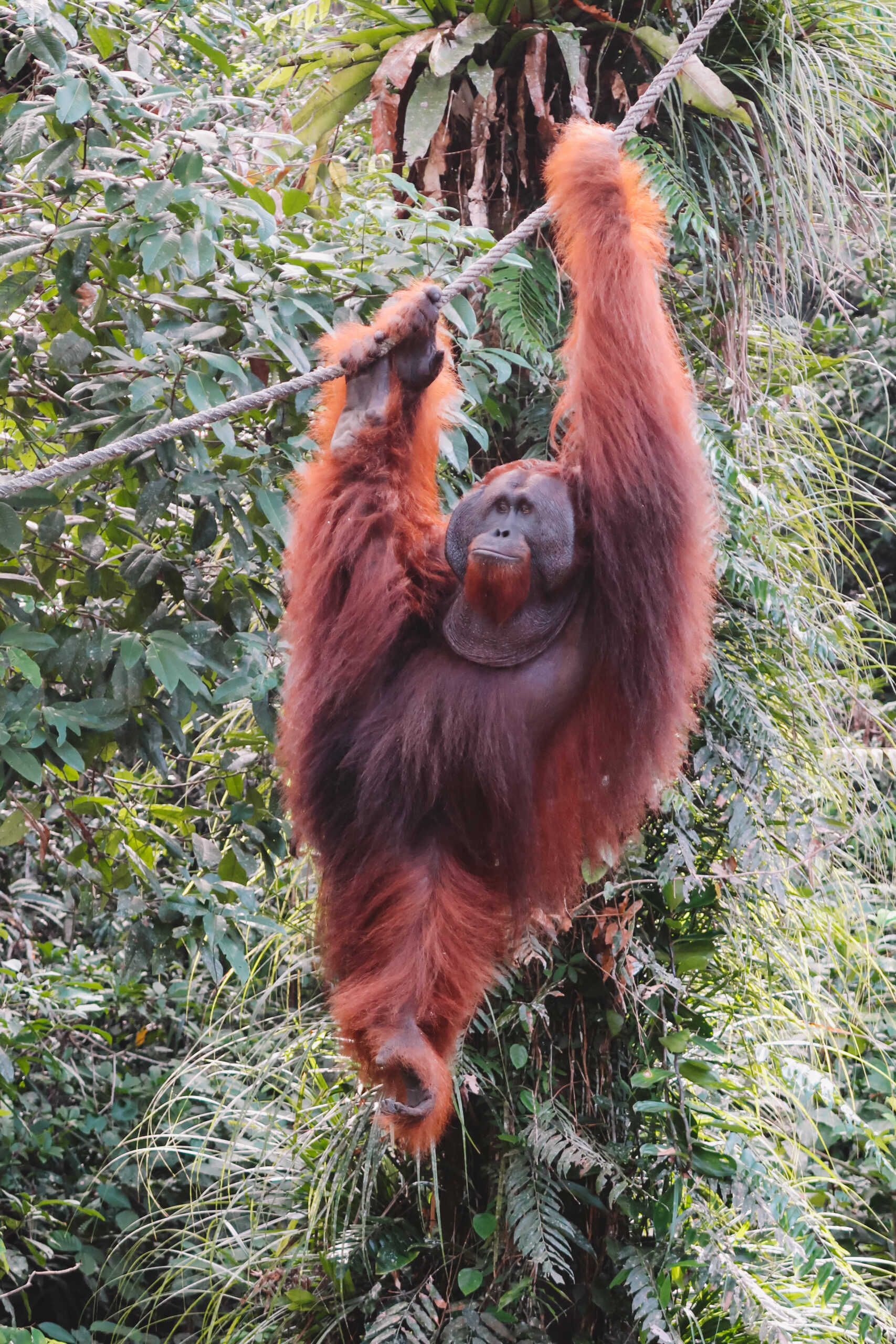 Hanging with Orangutans at Semenggoh Nature Reserve